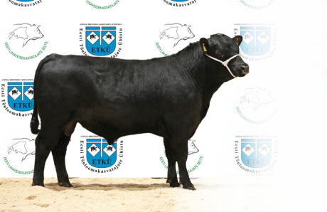 14. PIRGO DUKE