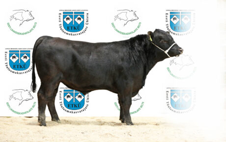 20. PIRGO OTHELLO
