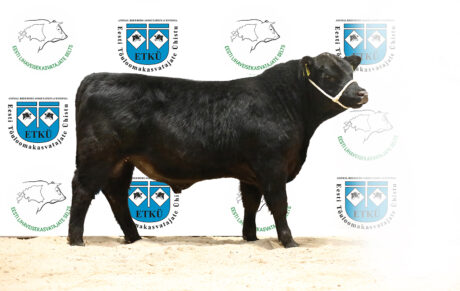 17. PIRGO CASSIUS