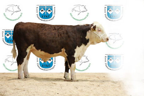 32. TSURA JAXEL