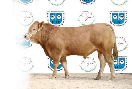 43. KR TORROX
