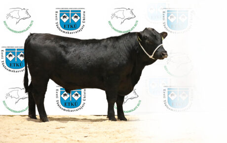 6. PEETRI ELRON